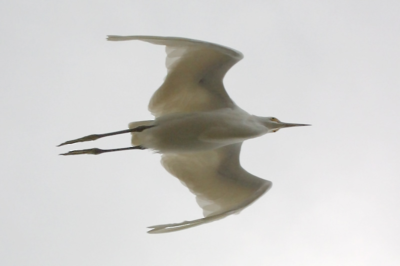 Snowy Egret overflight.