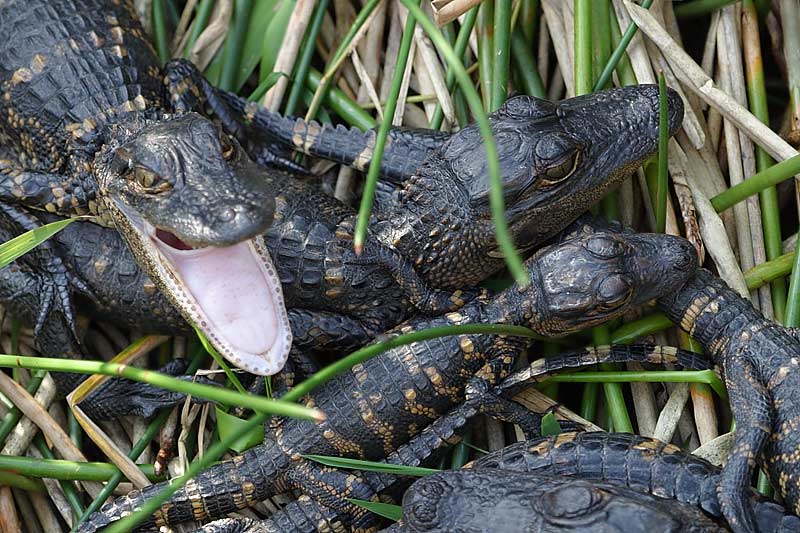 Baby 'gator yawning.