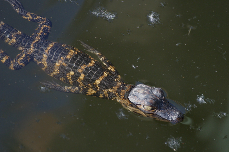 Baby 'gator swimming.