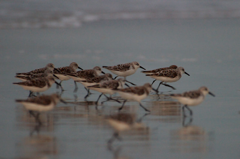 Lots of running Sandpipers