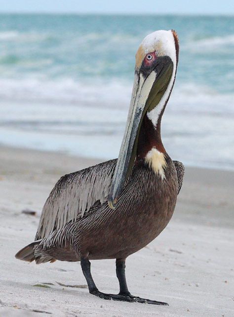 Mr. Pelican is being very coy.
