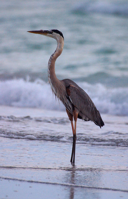 Harry The Heron stands watch at the shore.