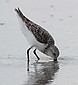 A Sandpiper sandpiping.