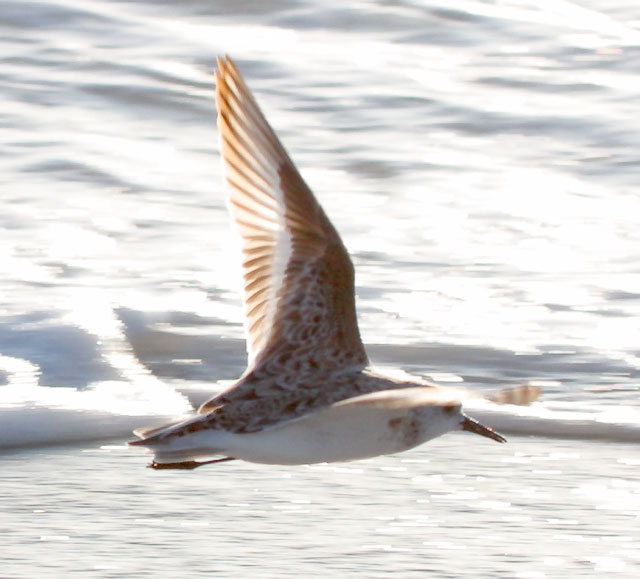 Somehow, I managed to get two shots of Sandpipers in flights, so you have to look at both of them.