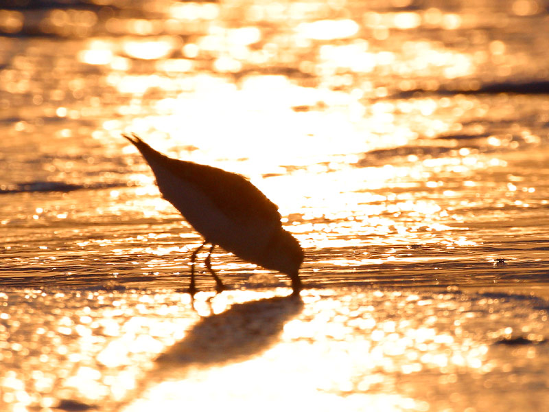 A Piper piping while the sun is setting.