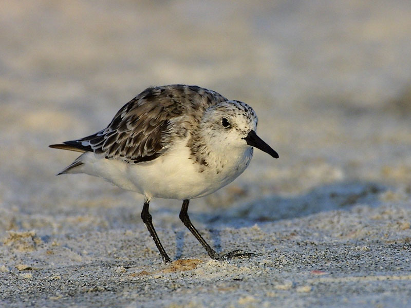 Exposure: 1/1000 sec, f9.0, ISO400, 400mm