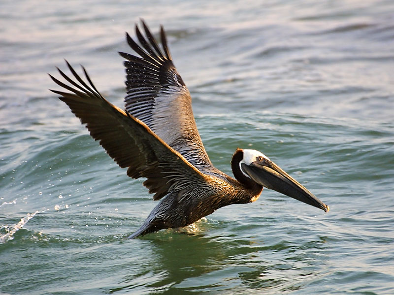 Exposure: 1/400 sec, f5.6, ISO400, 400mm