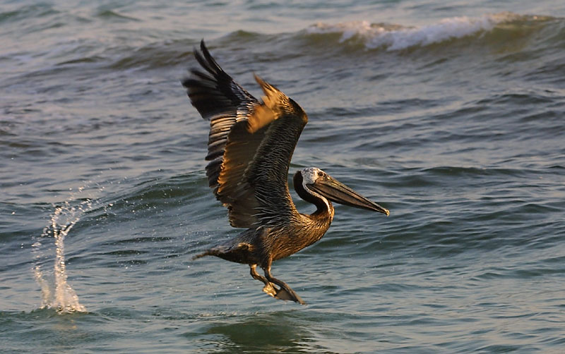 Exposure: 1/500 sec, f7.1, ISO400, 210mm