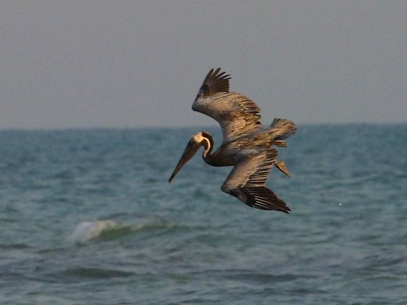 Exposure: 1/640 sec, f8.0, ISO400, 300mm