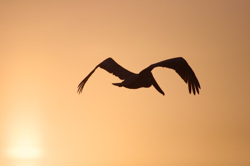 Exposure: 1/4000 sec, f5.6, ISO400, 400mm