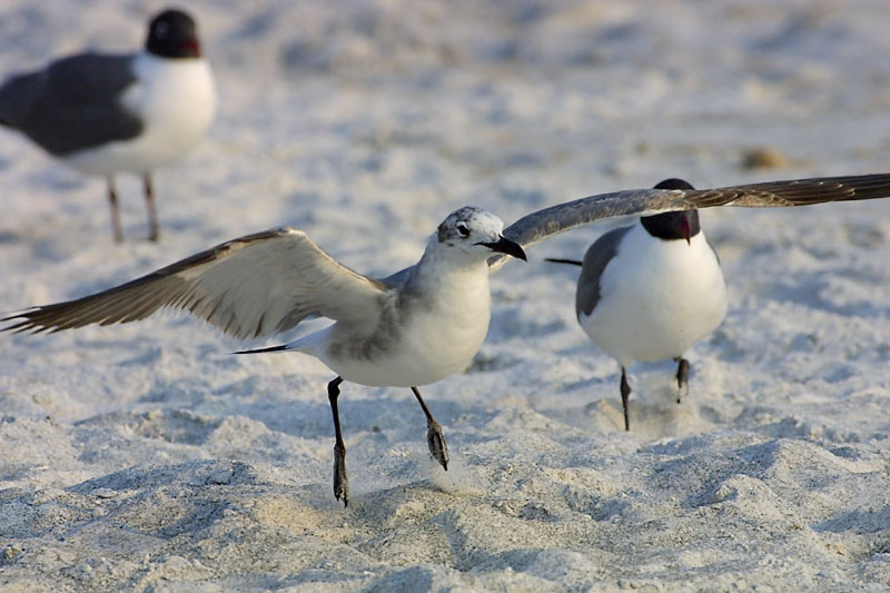 Exposure: 1/1250 sec, f10, ISO400, 400mm