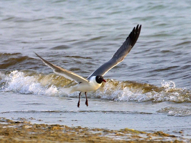 Exposure: 1/1000 sec, f9.0, ISO400, 400mm