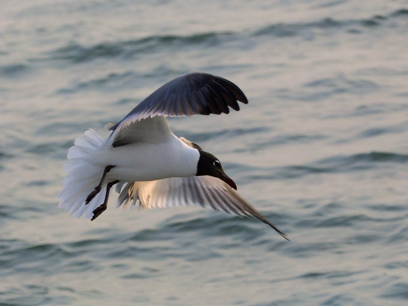 Exposure: 1/500 sec, f8.0, ISO400, 190mm