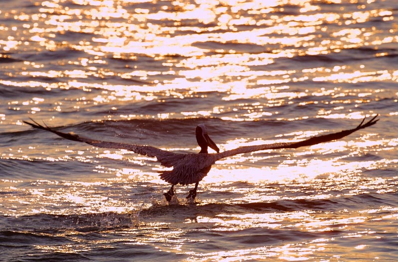 Exposure: 1/800 sec, f9.0, ISO400, 400mm