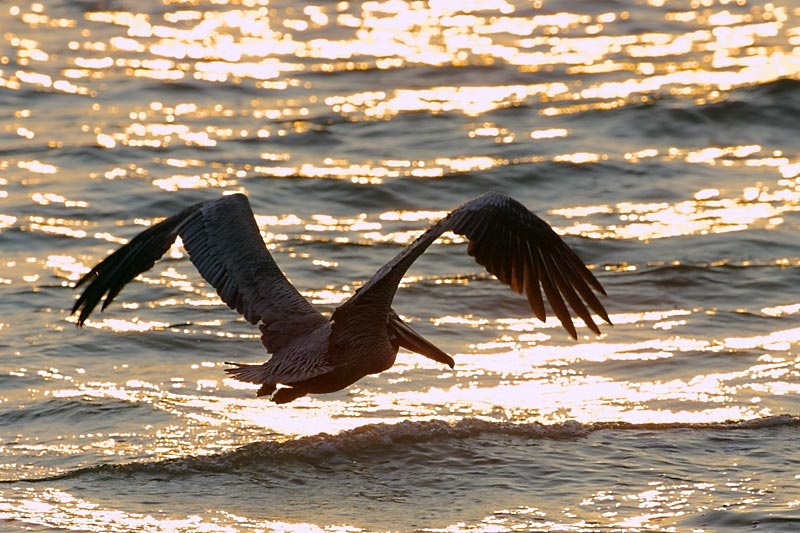 Exposure: 1/1000 sec, f9.0, ISO400, 400mm