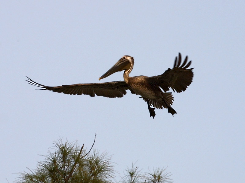 Exposure: 1/640 sec, f8.0, ISO400, 260mm