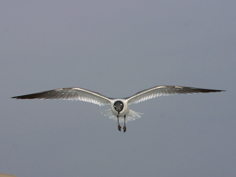 Exposure: 1/200 sec, f13, ISO400, 100mm