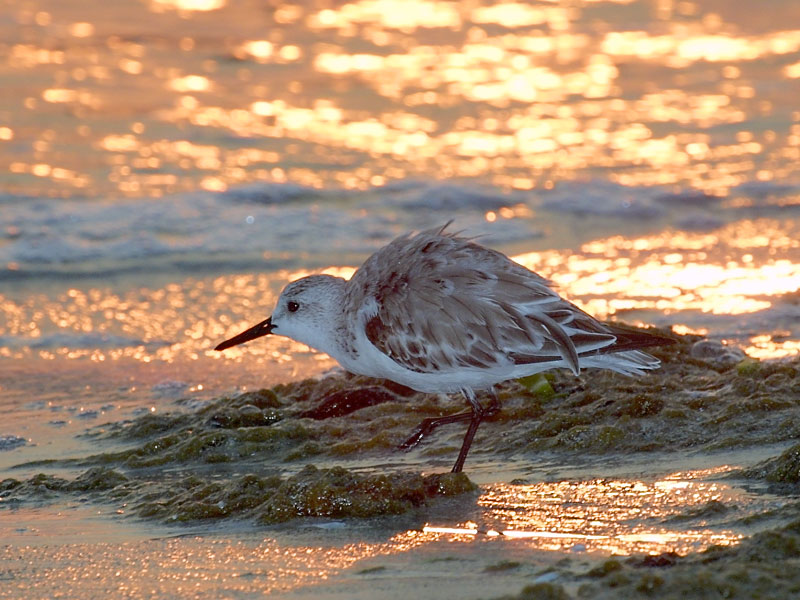 Exposure: 1/200 sec, f14, ISO400, 400mm