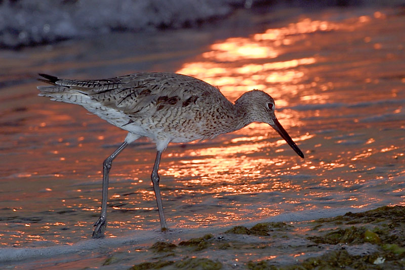 Exposure: 1/200 sec, f16, ISO400, 400mm