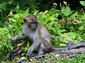 First, the Monkey Jungle.  Founded in 1933, they used to put bumper stickers on the cars that visited, and you'd see them all around the country.