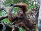 This is Mae, an Orangutan.