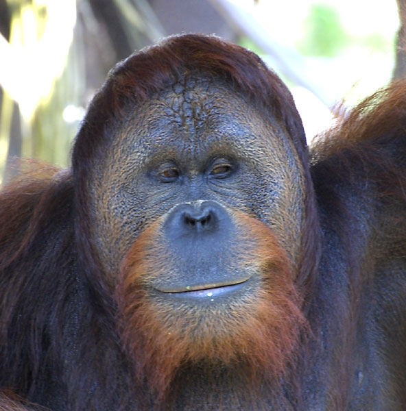 Exposure: 1/125 sec, f5.6, ISO400, 400mm