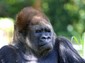 This is King, the park's silverback Gorilla.