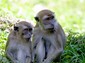 Say goodbye to the monkeys, now we'll head to Coral Castle.